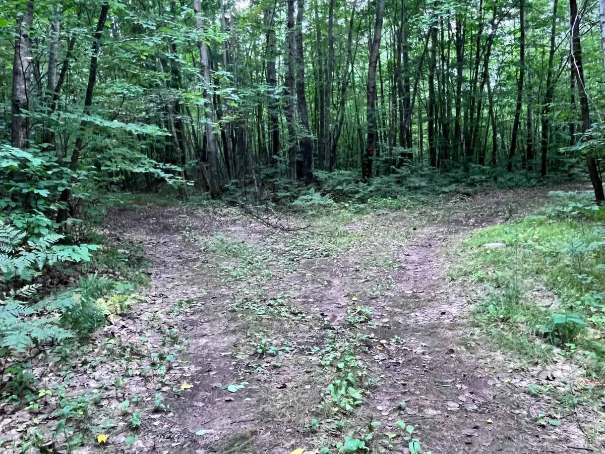 Forest Road 2330B photo 5