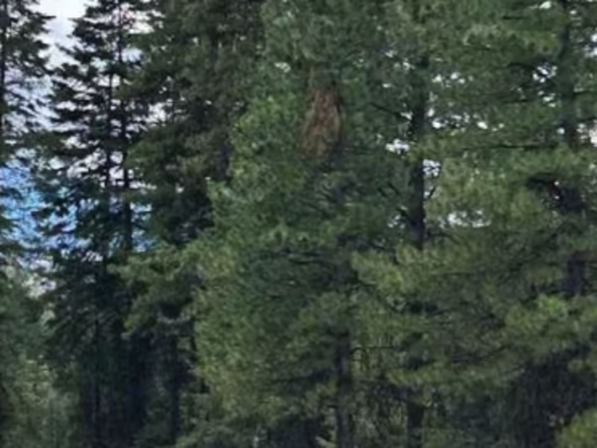 Lick Creek - FS 50143 photo 5