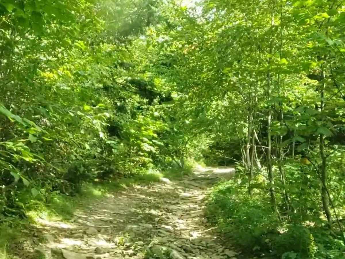 Union Springs photo 2