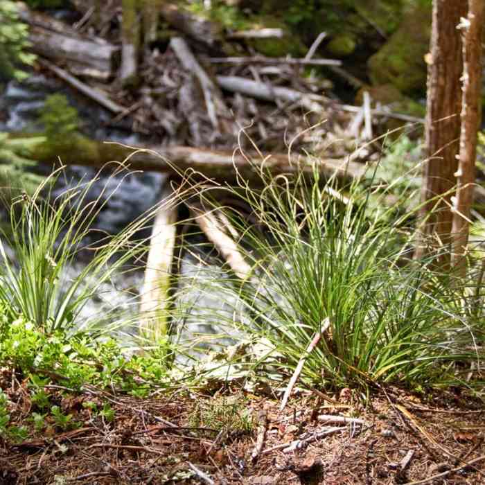 Near South Breitenbush Gorge National Recreation Trail