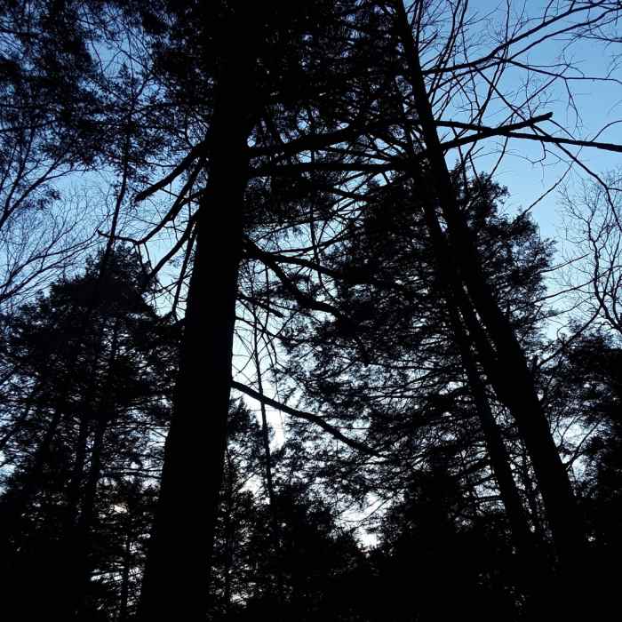 One of the more mature stand of Hemlocks in the area. Near Green Falls Narragansett Loop