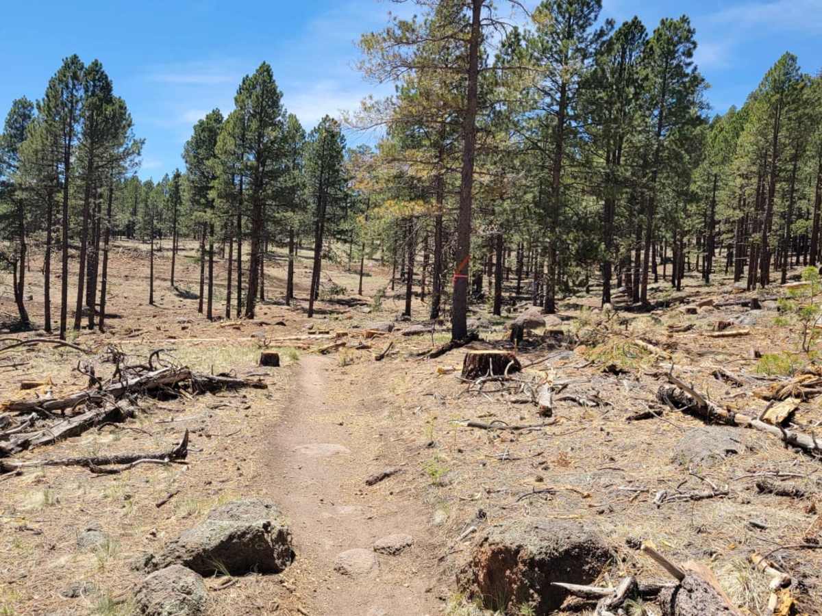 Secret trail photo