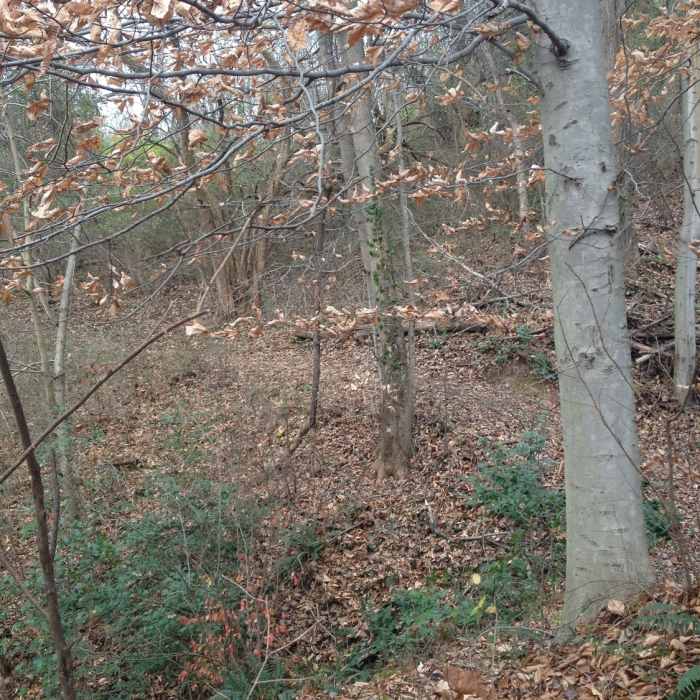 Near North Hills Trail (Eastern Portion)