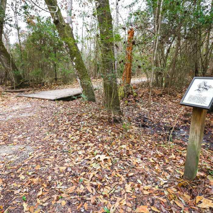 Near Bayou Cane Hike Near Bayou Cane Hike