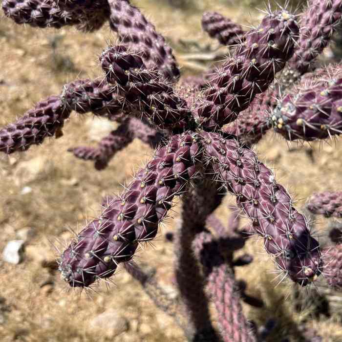 Near Arizona Trail Passage 14: Black Hills