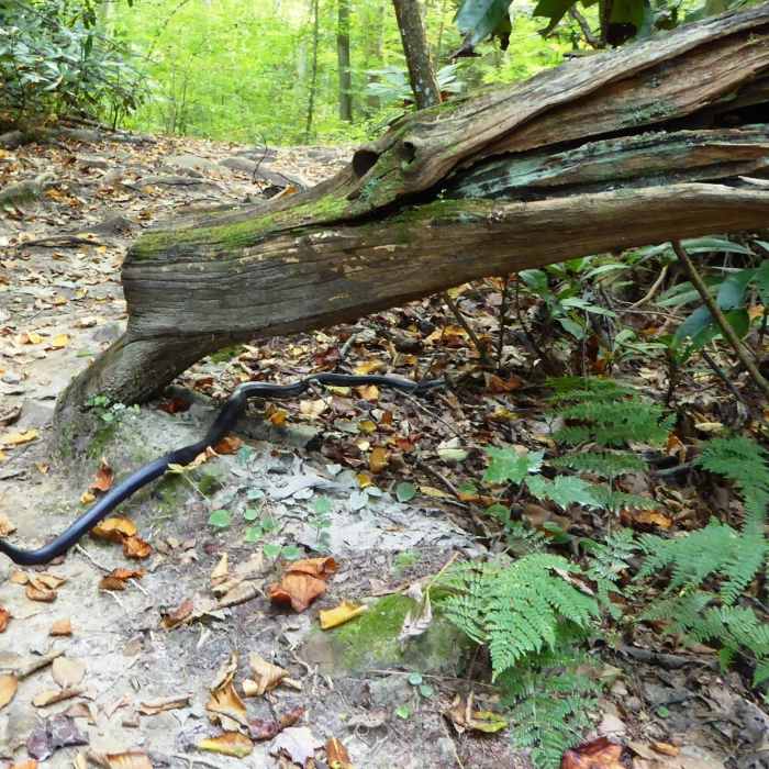 Near Kaymoor Miners Trail