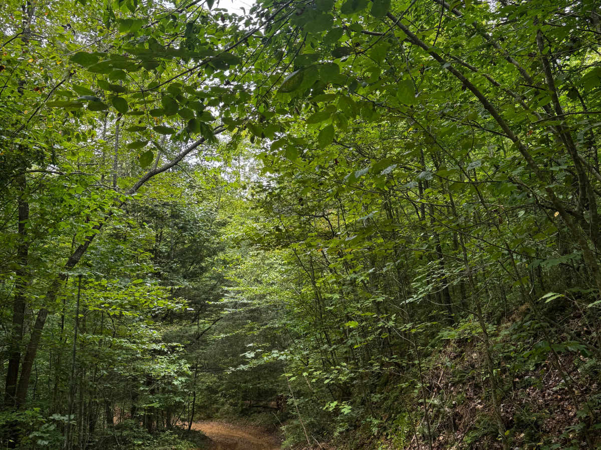 JC Trail 2 photo 4