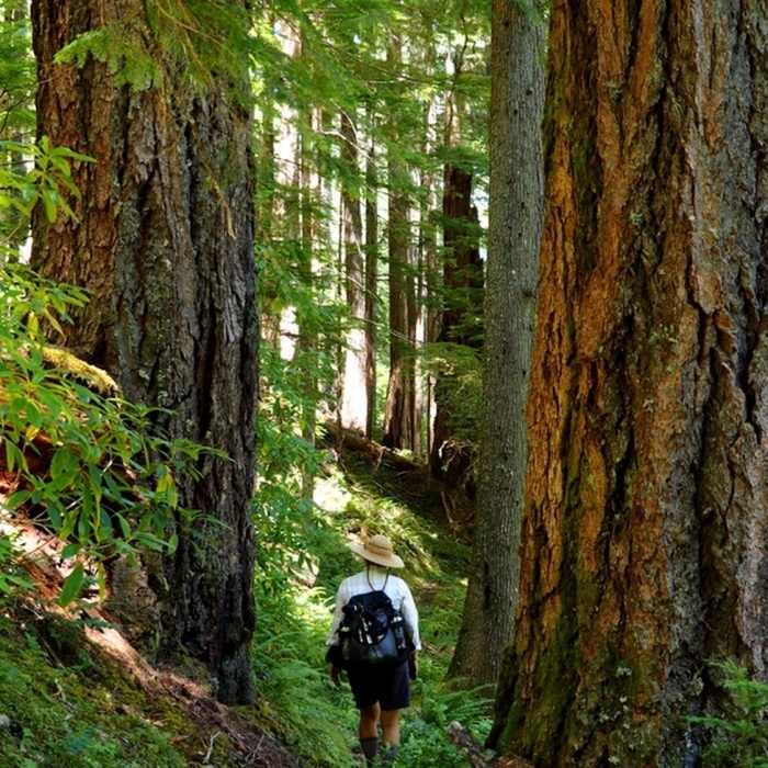 Passing between two 7+ feet in diameter old-growth trees Near Cow Creek Trail #1424