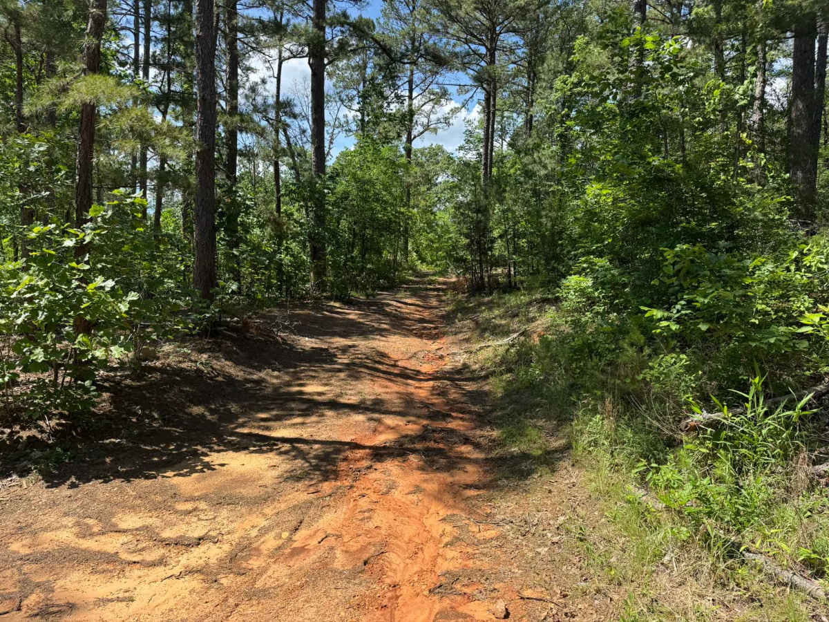 91029B trail photo
