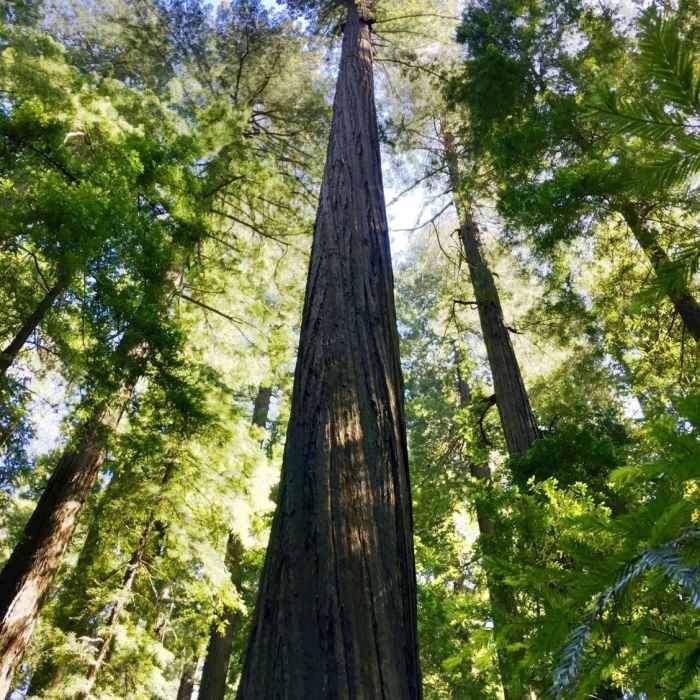 Near Founders' Grove Nature Trail