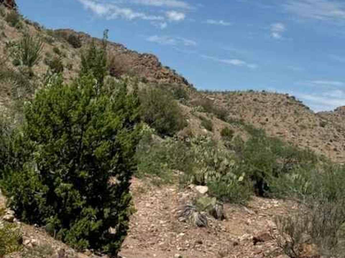 BLM SS1045 photo 4