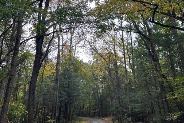 Rattlesnake Run 