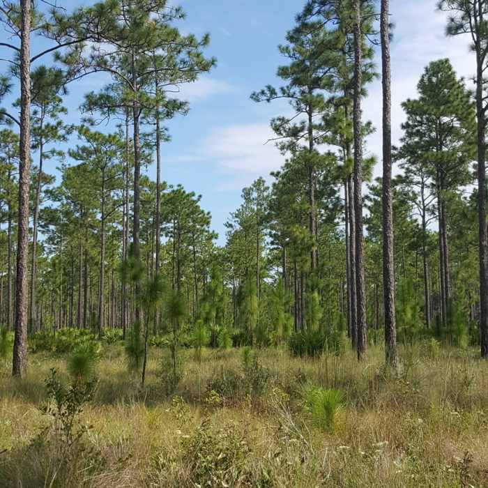 Near Julington-Durbin Preserve Loop