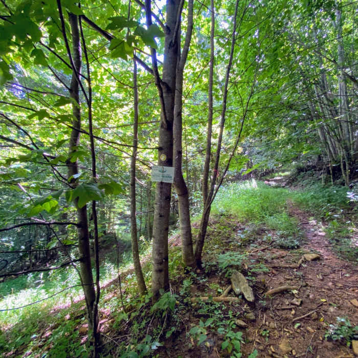Veer right at the intersection. Near Bald Mountain Creek Preserve Outer Loop