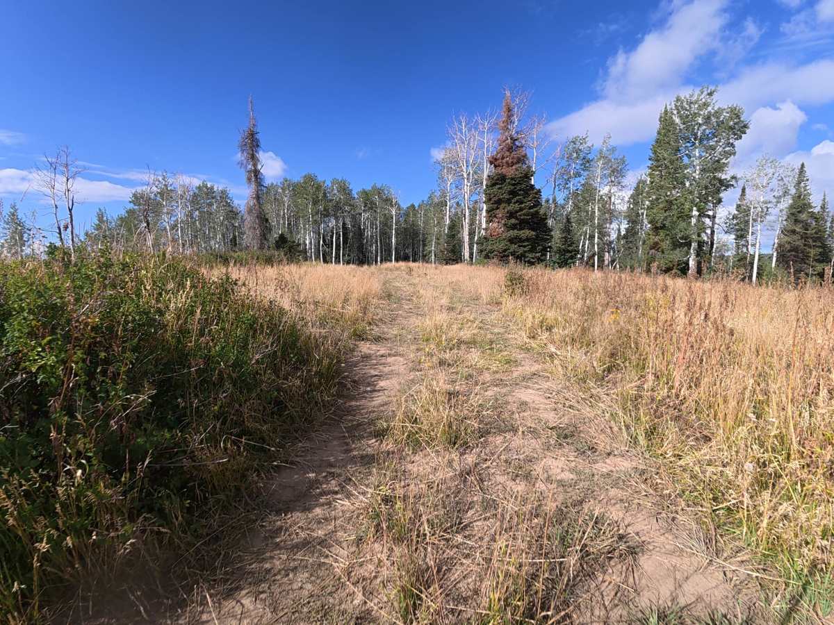 Mansfield Road - FS 830 photo 2