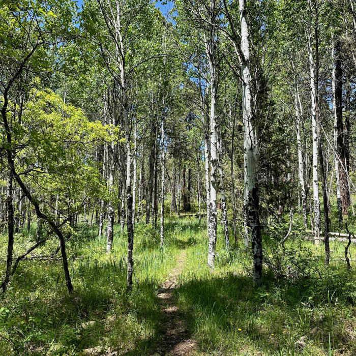 Near CDT: New Mexico Section 28