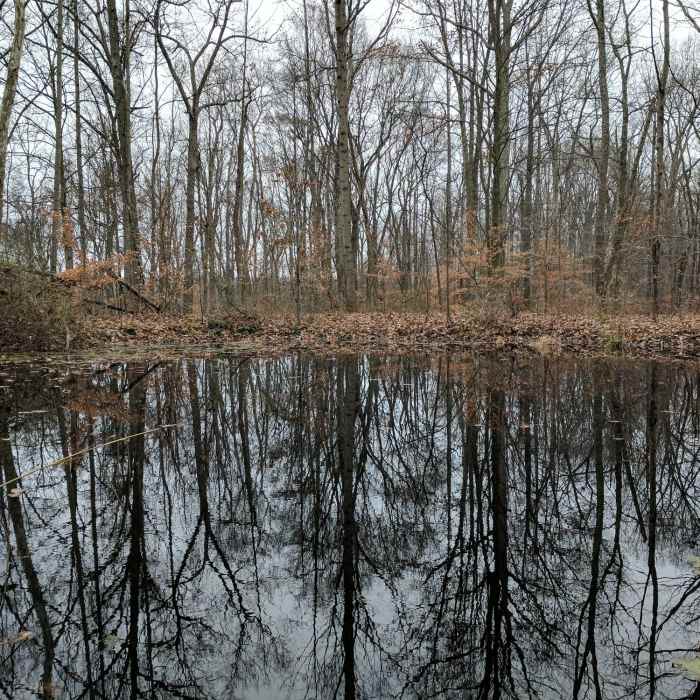A small forest pond along the Rock Shelter Trail / Low Gap Trail. Near Low Gap Backcountry Trail