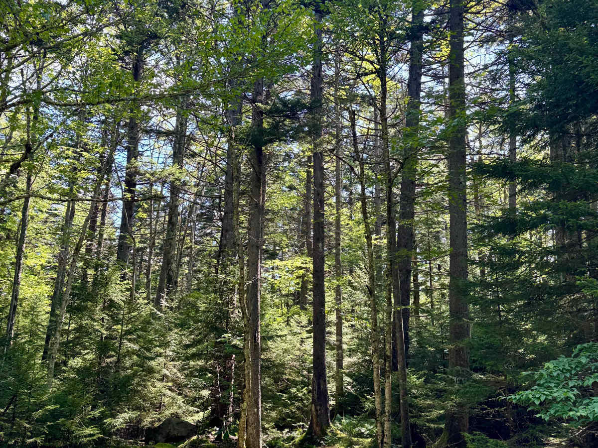 Dogway Road - FS 232 photo 6
