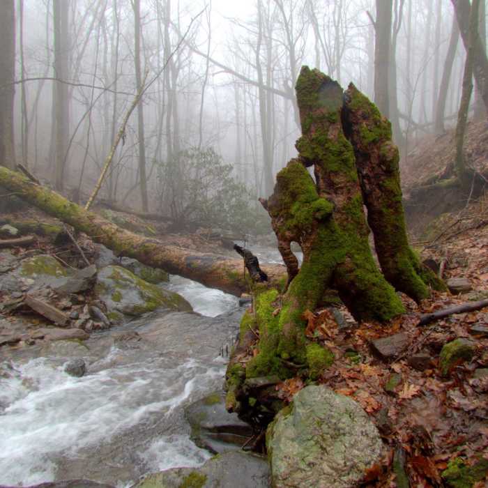 Near Beech Creek Trail to Big Scaly Mountain Near Beech Creek Trail to Big Scaly Mountain