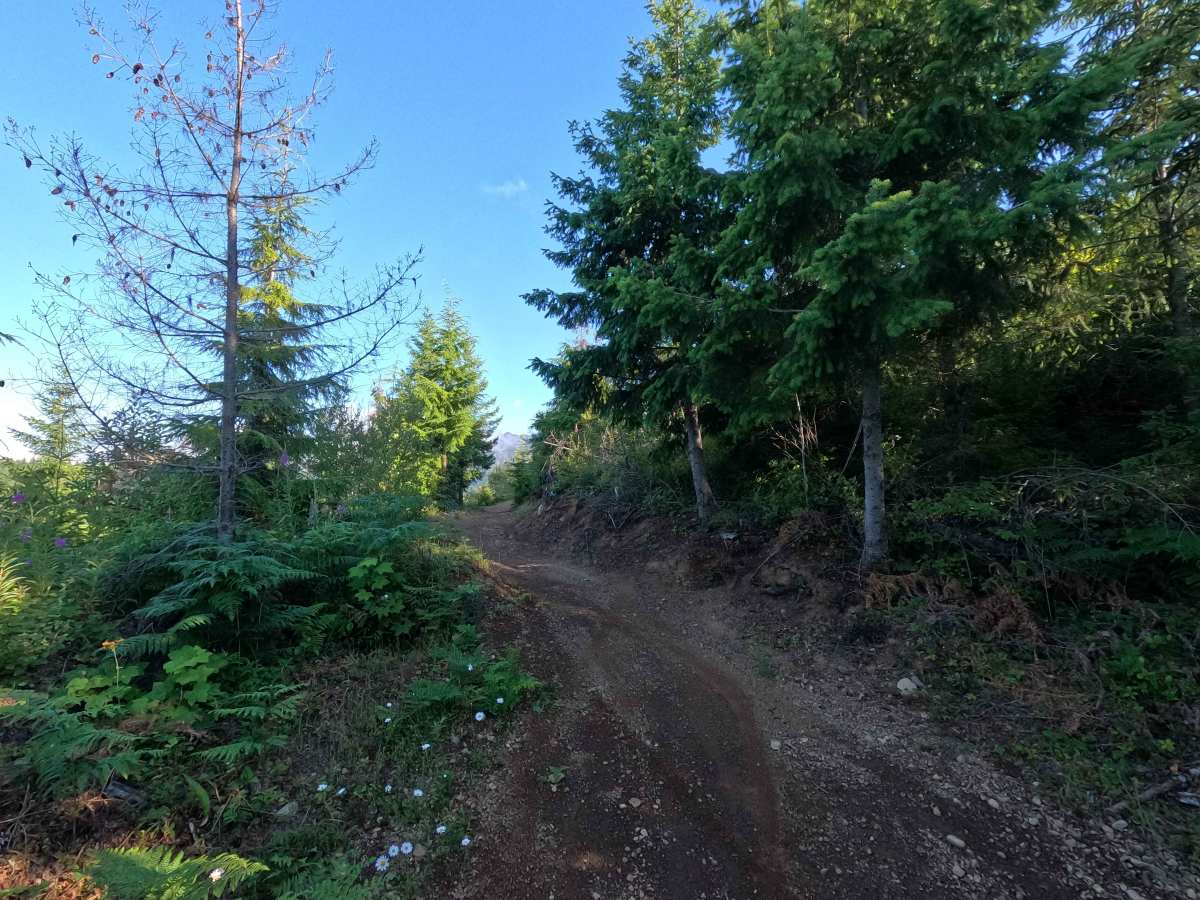 East Phantom Bear trail photo