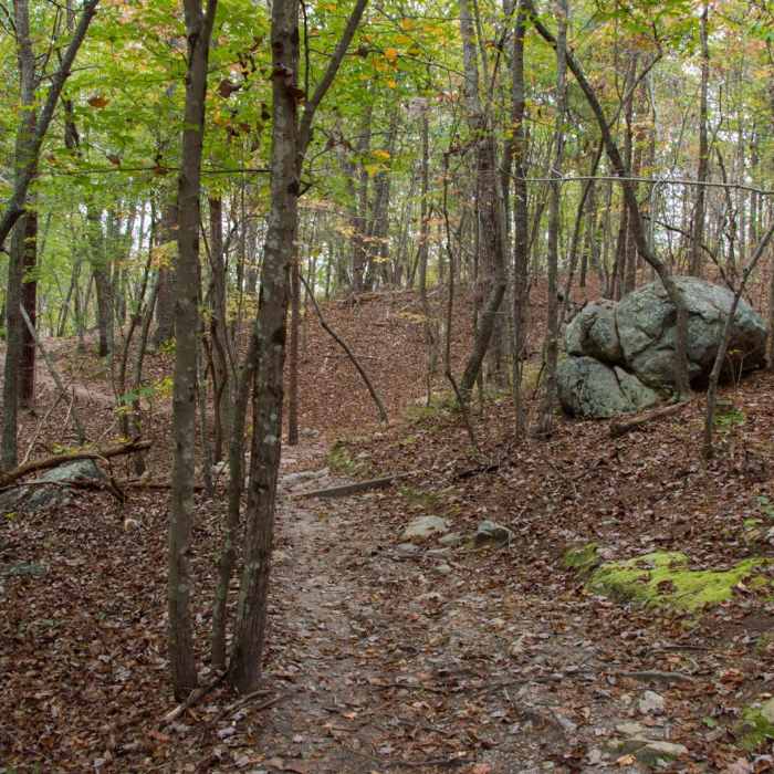 Near Eno River Loop + Overlook Near Eno River Loop + Overlook