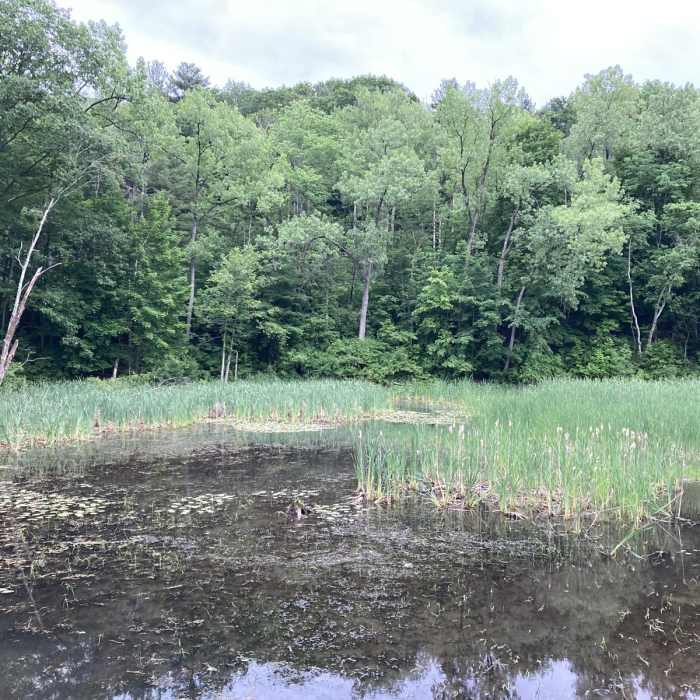 Near Ashuwillticook Rail Trail - Berkshire Mall Road to the town of Cheshire Near Ashuwillticook Rail Trail - Berkshire Mall Road to the town of Cheshire