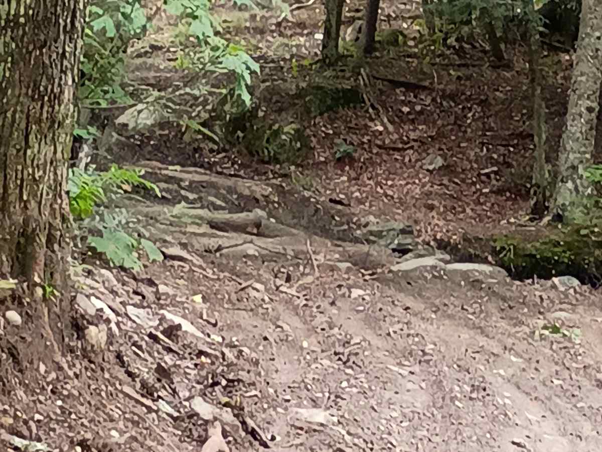 Cliffard Pond Trail photo 3