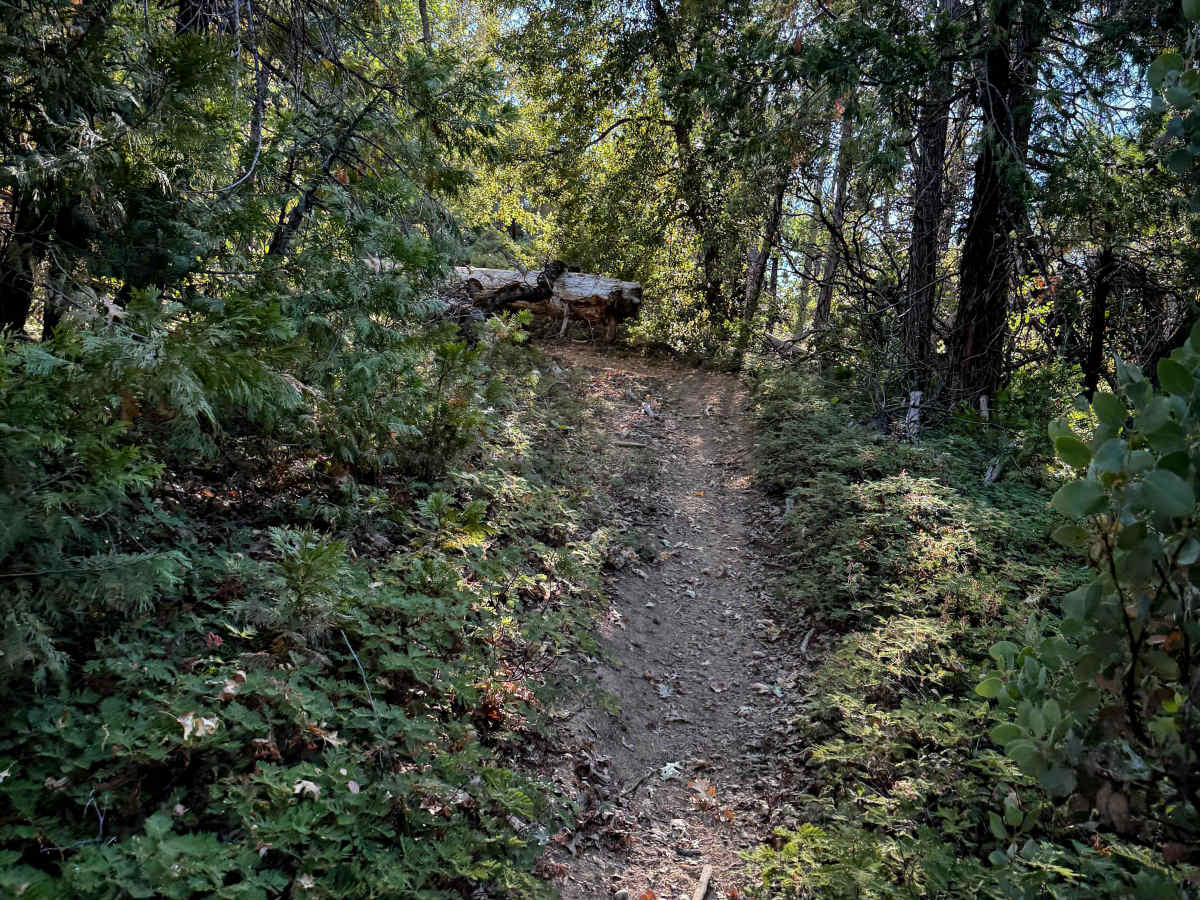 16EV136 photo 3
