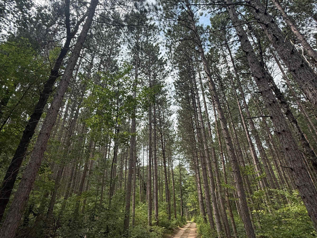 FS 7137 trail photo