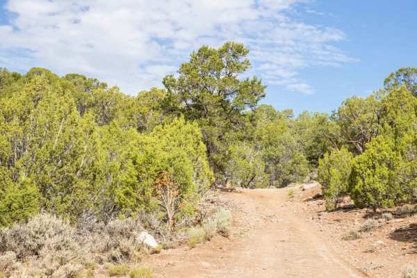 Cedar Rocks Road