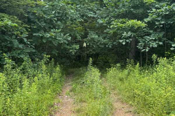 Trail 89