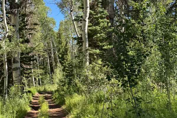 Wells Ridge Road