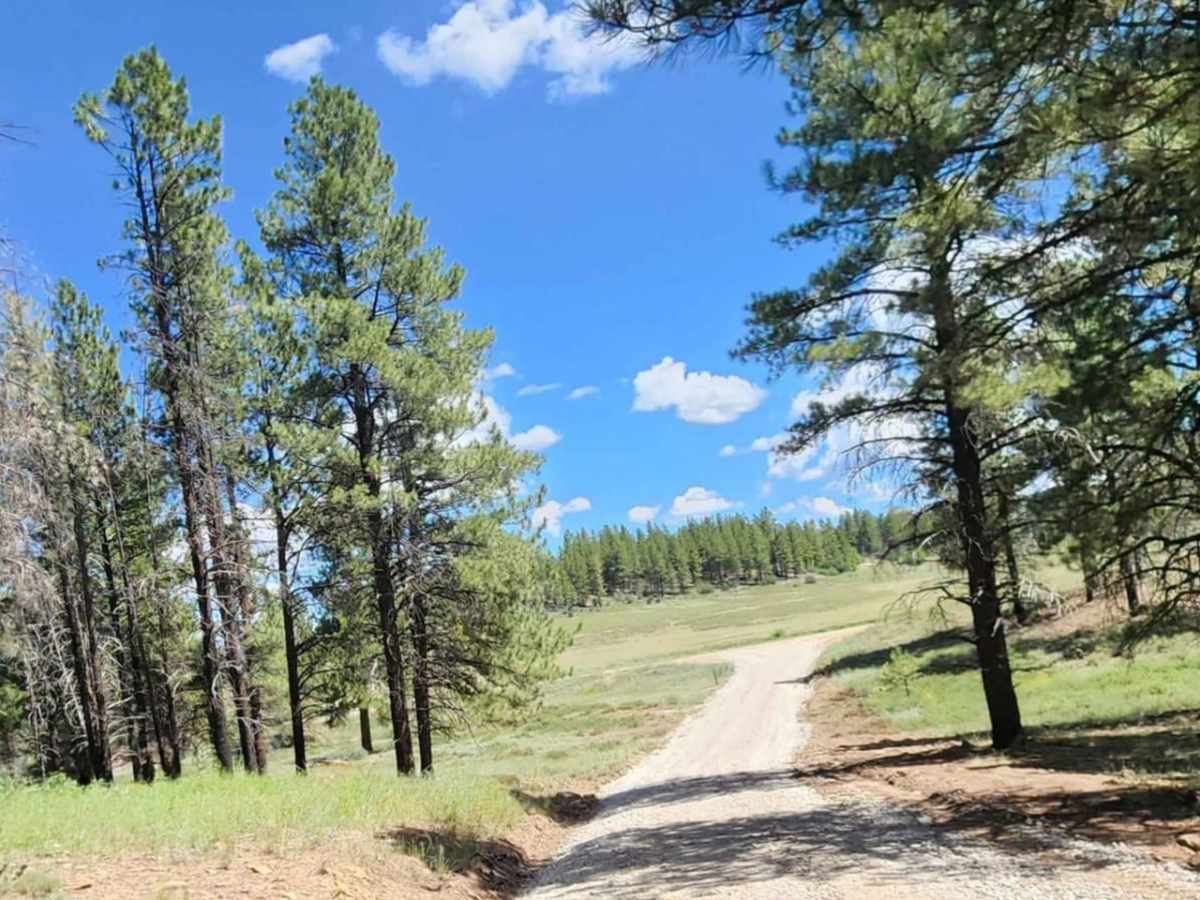 Plateau Road trail photo