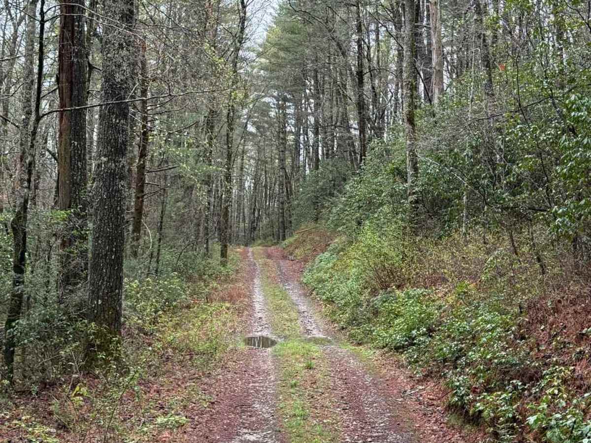 Holcomb Creek - FS 696 photo 6