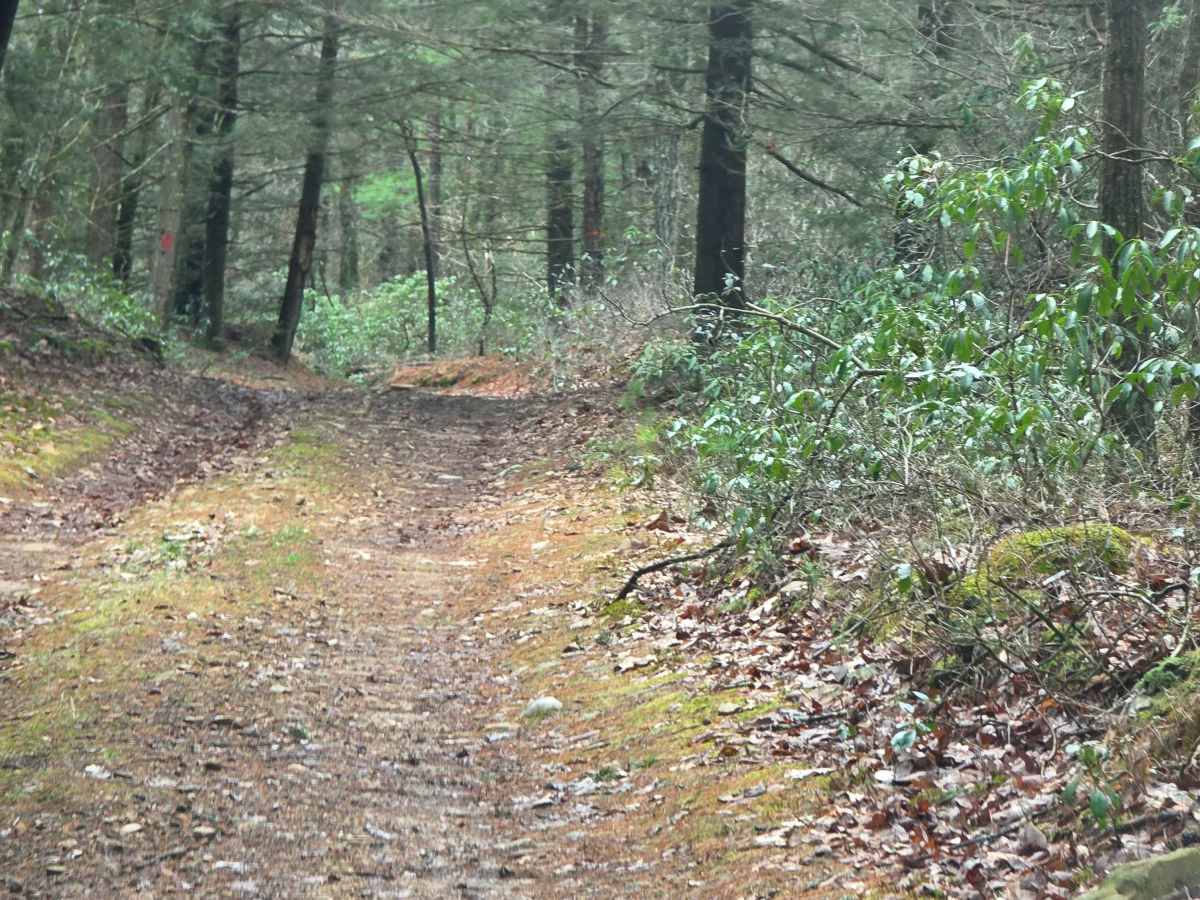 Tea Knob Trail photo 6