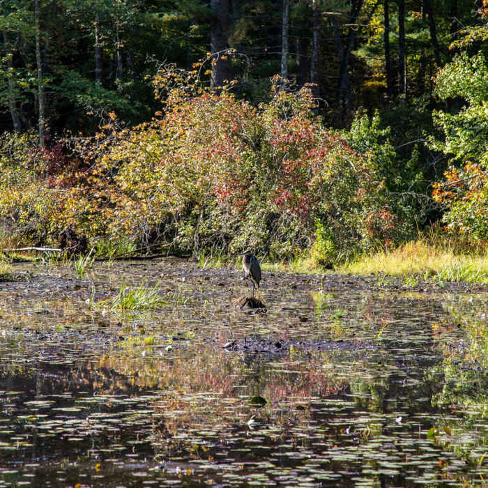 Near Estabrook Woods Loop Near Estabrook Woods Loop