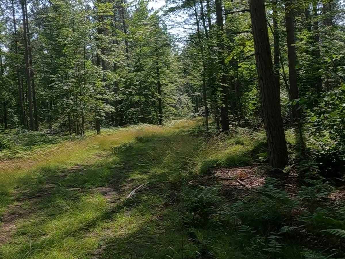 Pine Junction (FSR 8025) photo 5