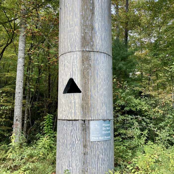 Near Beech Bottom Falls Near Beech Bottom Falls