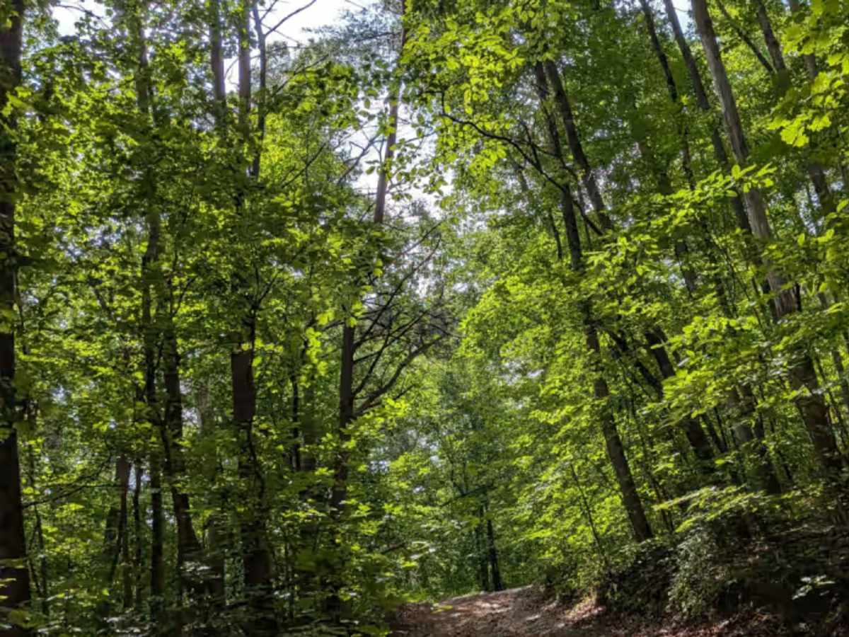 Inman Loop Road photo 5