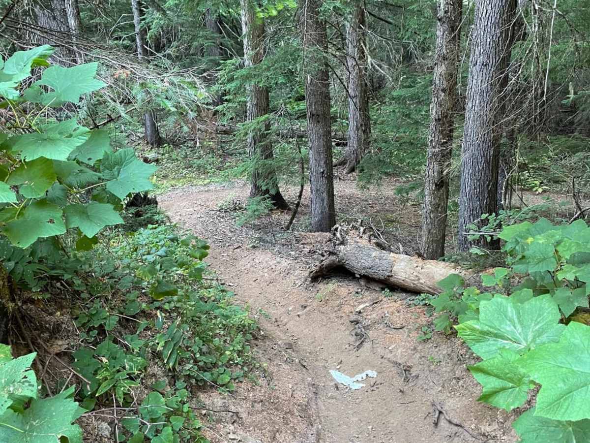 Barney Creek photo 3
