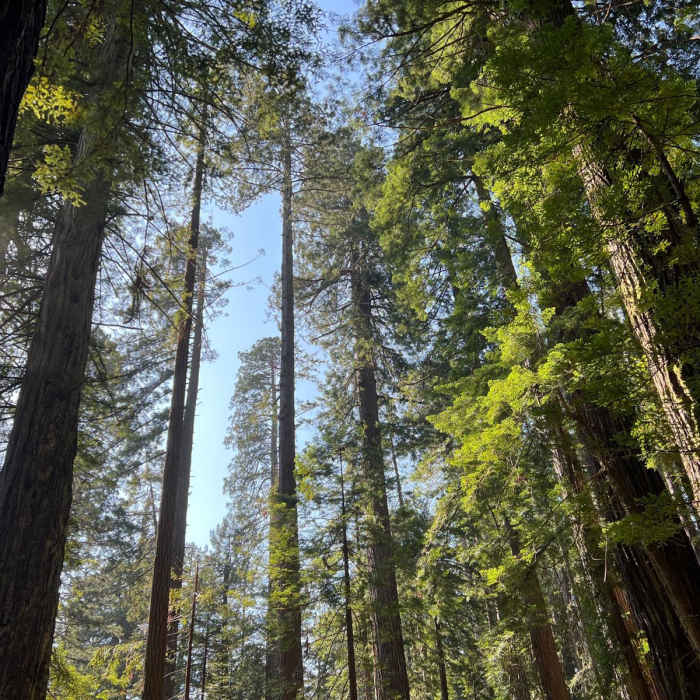 Near Fern Canyon Loop
