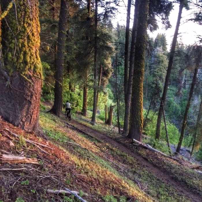 Near Shingle Creek-Mahalo-Dry Creek Loop