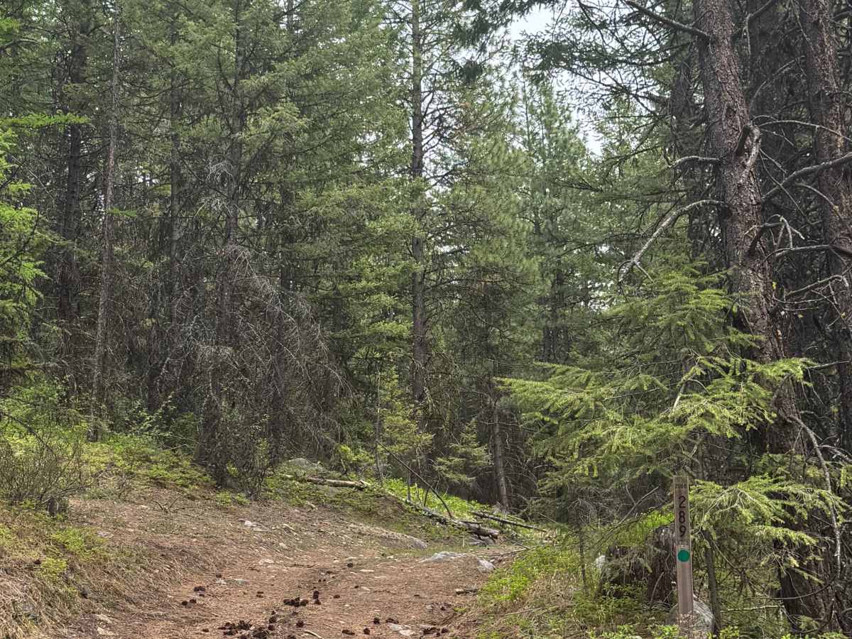 FS 2000-289 trail photo