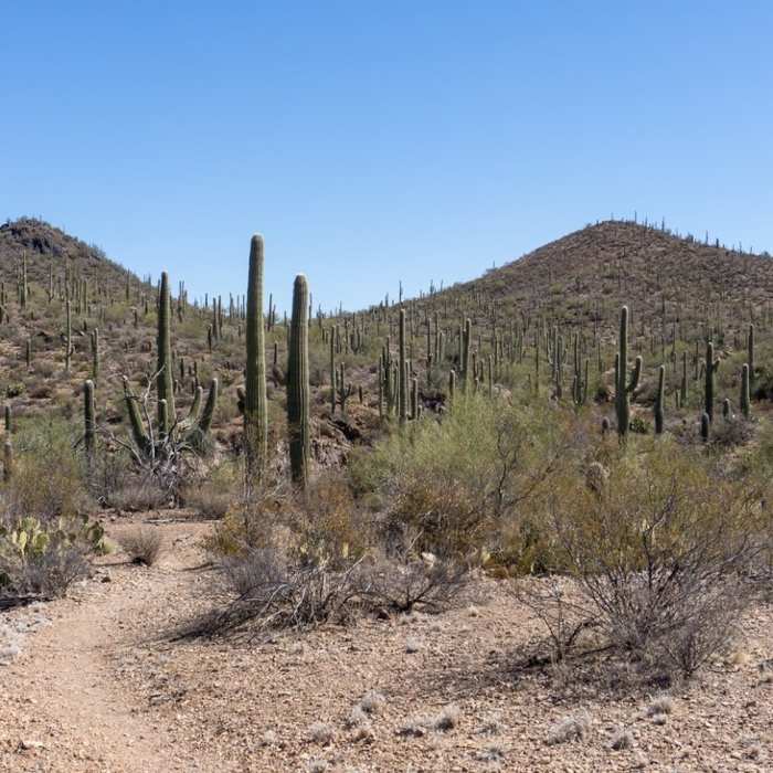 Near Ironwood Forest