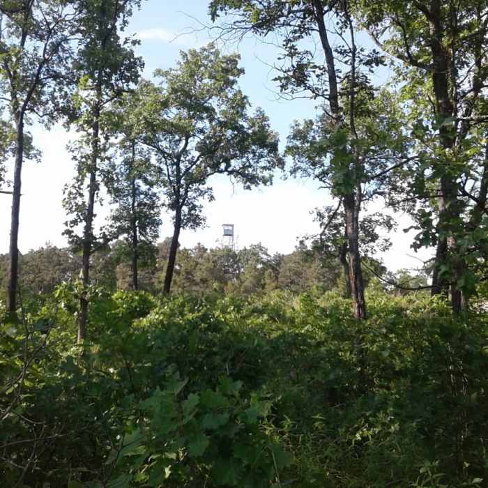 Stegall Mountain fire tower in the distance. Near Stegall Mountain Fire Tower