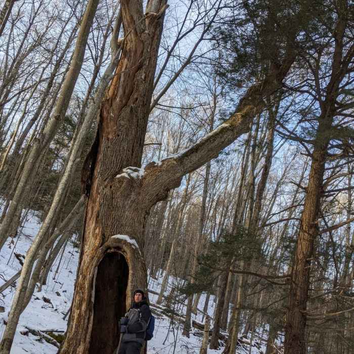 Tree cave Near Gould Trail