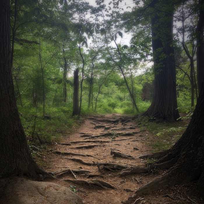Near Belmont Trail