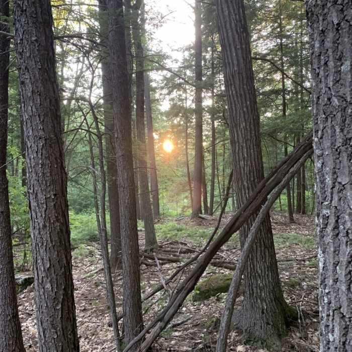 Sunset on the Yellow Perimeter trail. Near Hadlock Community Forest