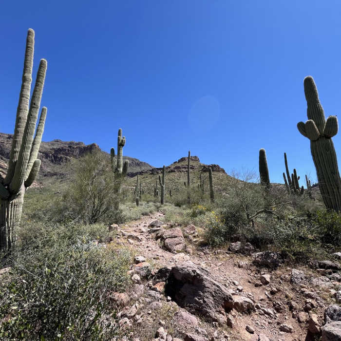 Near Lost Goldmine Cougar Loop