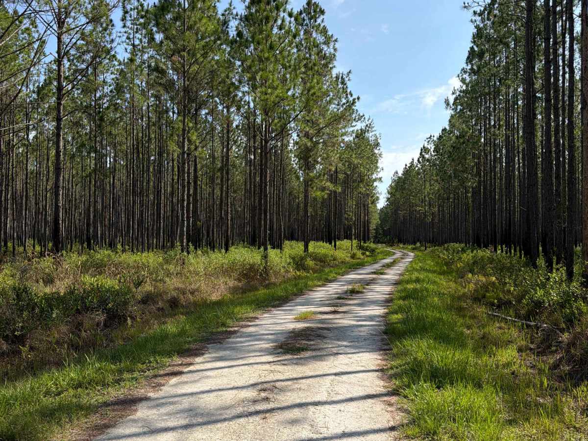 Dove Field Road trail photo